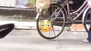 Dog love is man