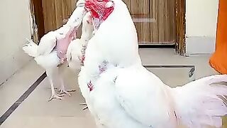 Heera Breed | Aseel Heera Pair | Roster & Hen