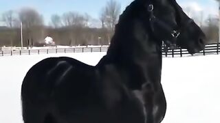 Black beuty