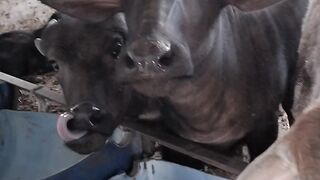 Cattle Farming