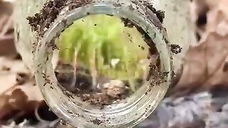 Biosphere In The Bottle tiktok evilflowerr