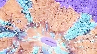 Feeding Corals Tiktok topqualityaquatics