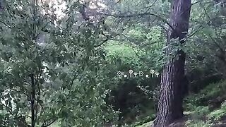 Forest Walk Tiktok strwbrryvamp