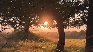 Golden Summer Breeze tiktok licciy