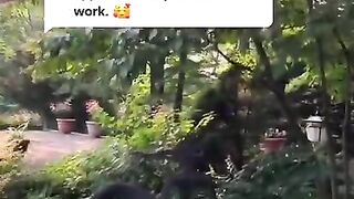 Greenscreen Garden Nature Tiktok ctplantmann
