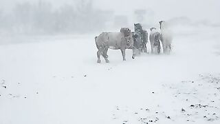 Island Horses Tiktok hvoll2