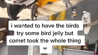 Parrot Loves Jelly tiktok kaesbirds