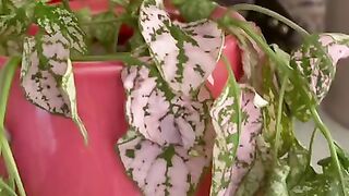 Plant Growing Tiktok sarrratonin