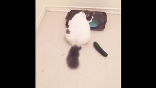 Funniest Animals - Best Of The 2021 Funny Animal Videos