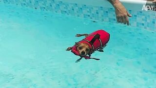 That Looks Like a LOSING BATTLE, Bud! 