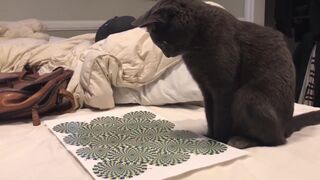 Реакция кота на зрительную иллюзию