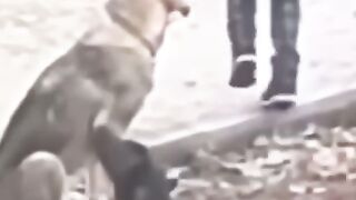 жители заметили очень доброго мальчика, который гладит бездомных собачек