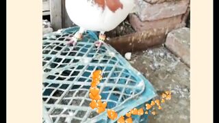 Red sherazi pigeon