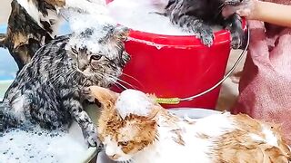 Funny cat