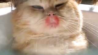 Funny cat