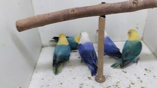 Love Birds Beauty