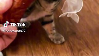 Funnycat