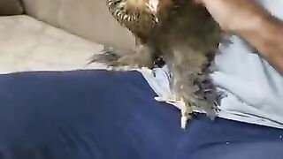 Brahman partridge