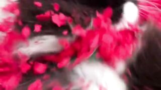 Nice cat