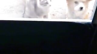 Funnyvideos