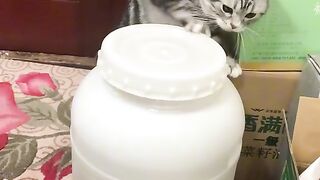 Funnycat