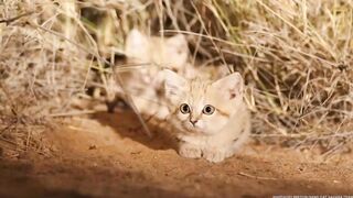 CUTE   CATS  AYES