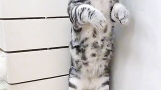 Funny cat