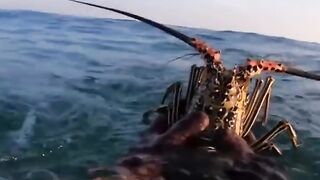 Spined lobster