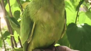 Parrots singing#pets#little pets