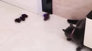 Cutting animals short videos