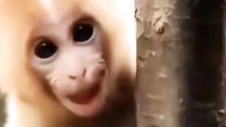 Cute baby monkey