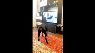 anmals funny videos