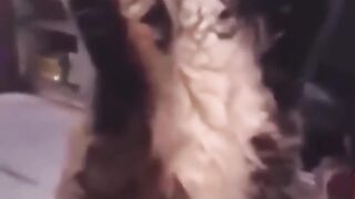 Cats playing fire action ????