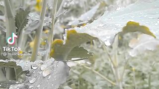 Raining