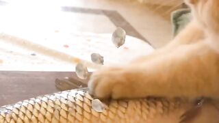 Cooking with cat,fry fish