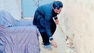 Training for dogs