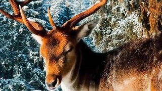 Mountain vlog مسافر