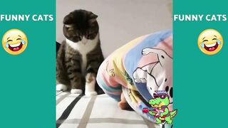 FUNNY CAT