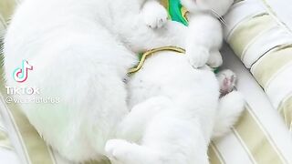 Cats Lover