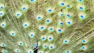 Nature love,viral video