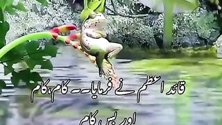 Funny video