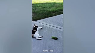 20 Minutes Of The Funniest Cat Videos On The Internet ???? -Aww Pets I Mohsin Bashir