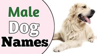 Unique and beautiful dogs names