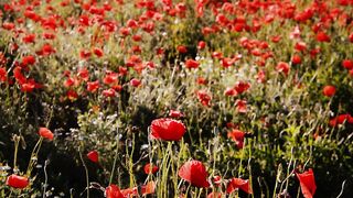 Poppy field red flower