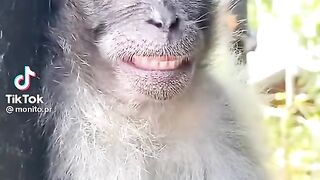 Funny monkey sleeping smile