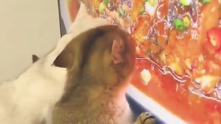 Funny hungry cats