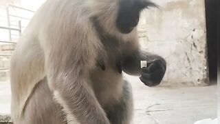 funny monkey