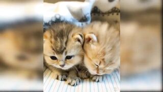 funny cat video|| play funny cat video || best funny cat video||omg so cute cats