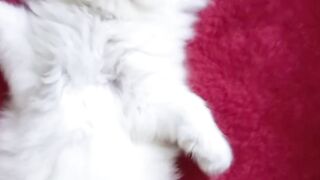 do you like my kitten ????