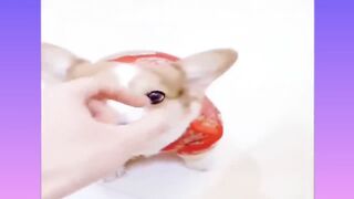 Cute dog ????